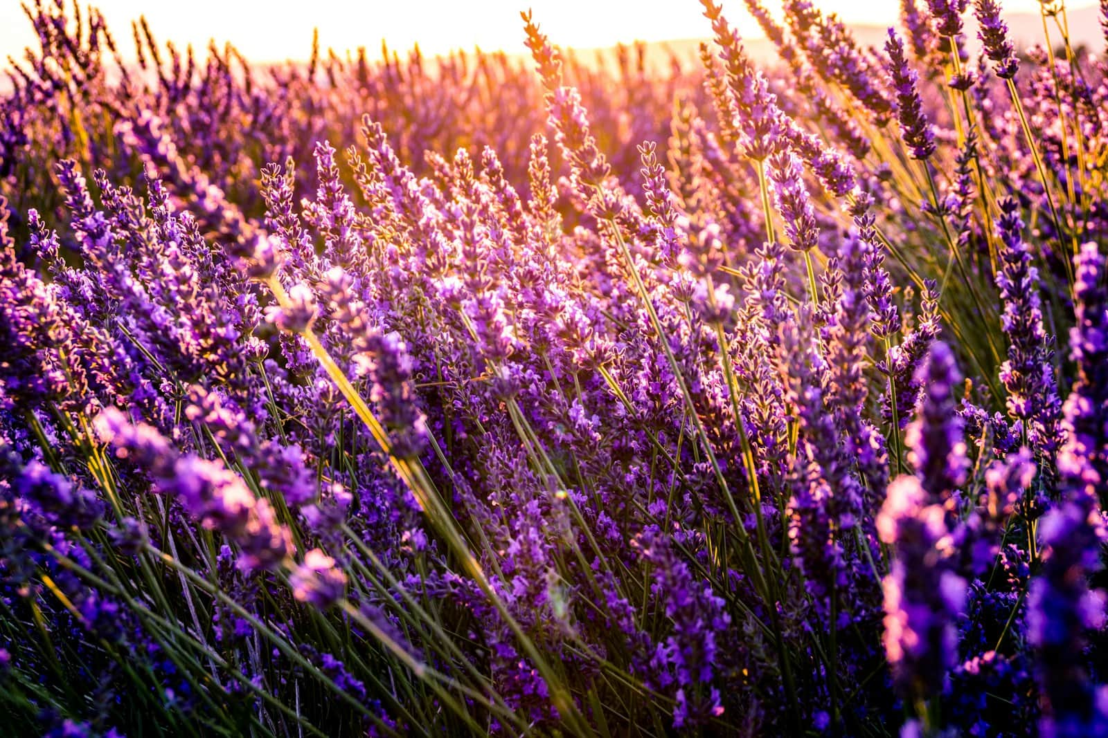 Lavanda iz naše bašte